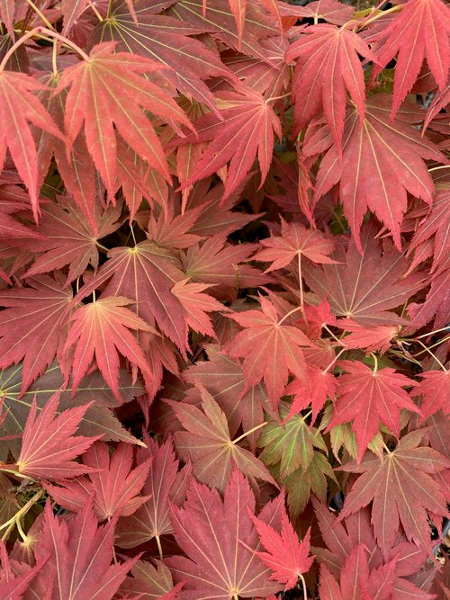 Acer Amoenum 'Autumn Glory' (upright)