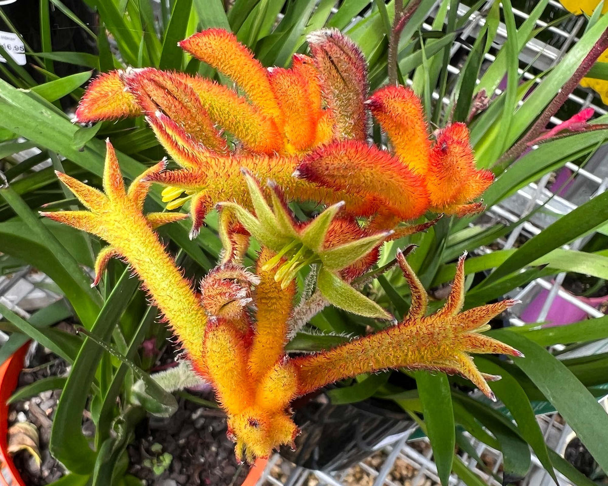 Anigozanthos Flavidus (Kangaroo Paw Glow)