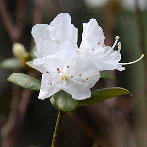 Rhododendron indicum (Snow Prince Azalea)