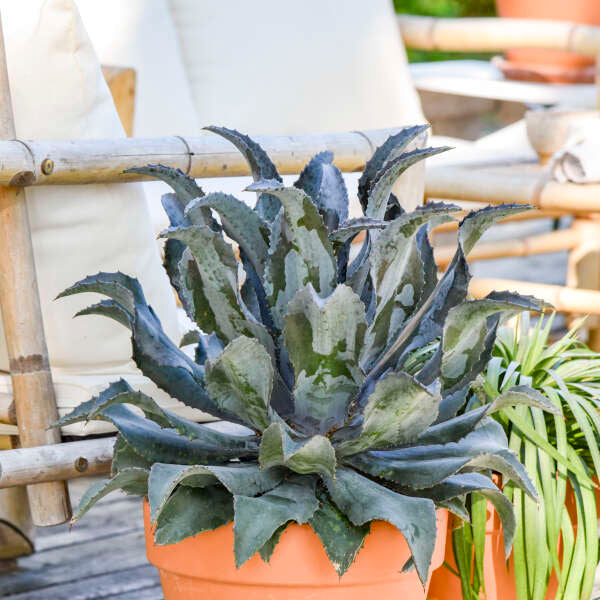 Mangave ‘Night Owl’ (Mangave)