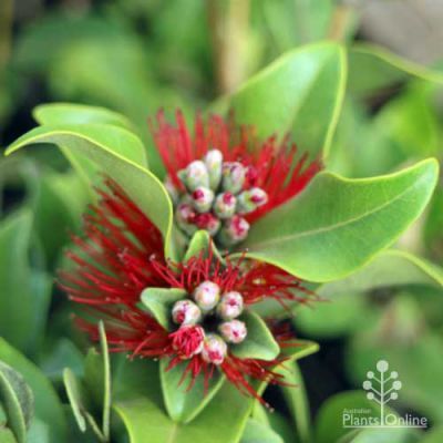 Metrosideros Collina ‘Little Ewan’ (Dwarf New Zealand Christmas Bush)