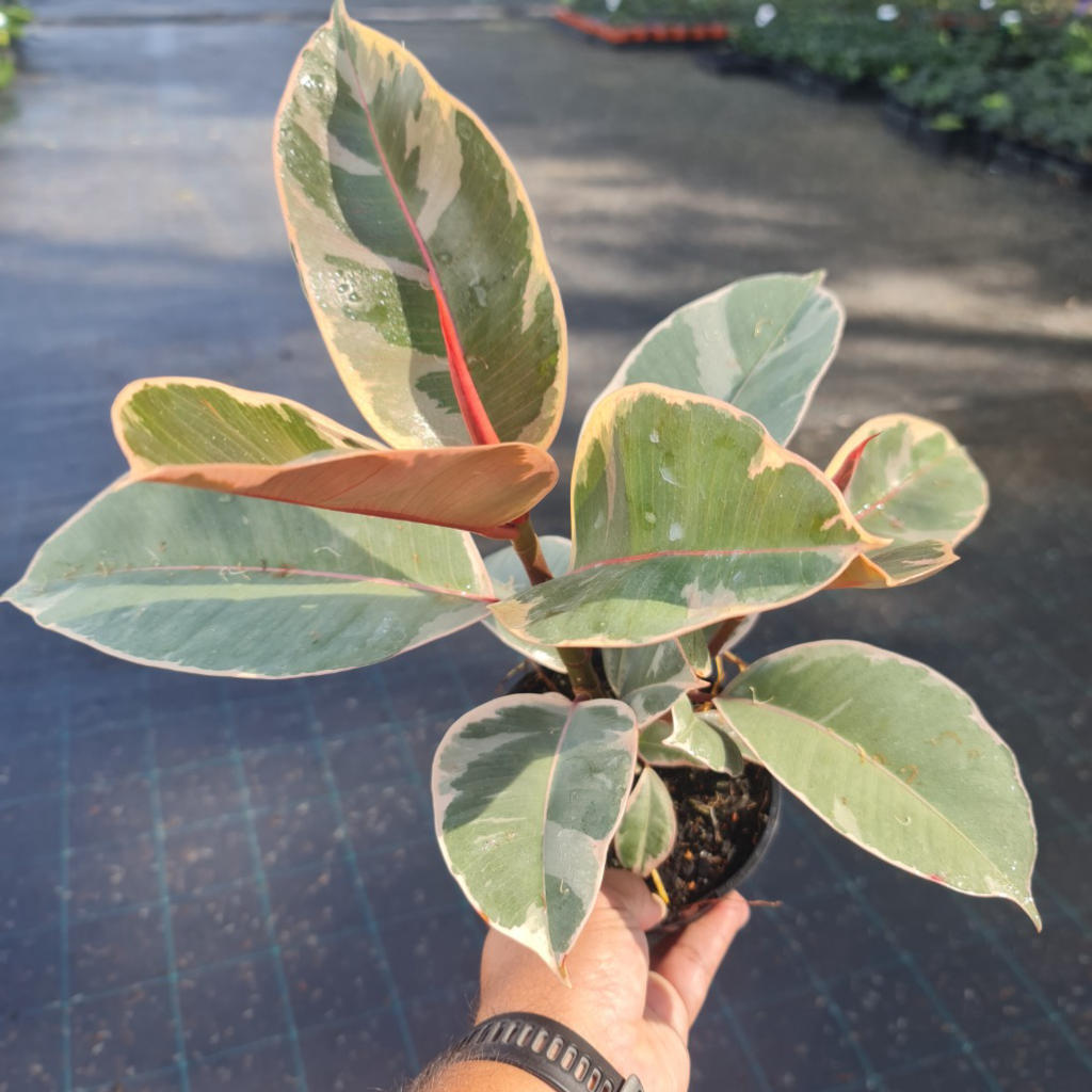 Ficus Elastica ‘Tineke’ (Variegated Rubber Plant)