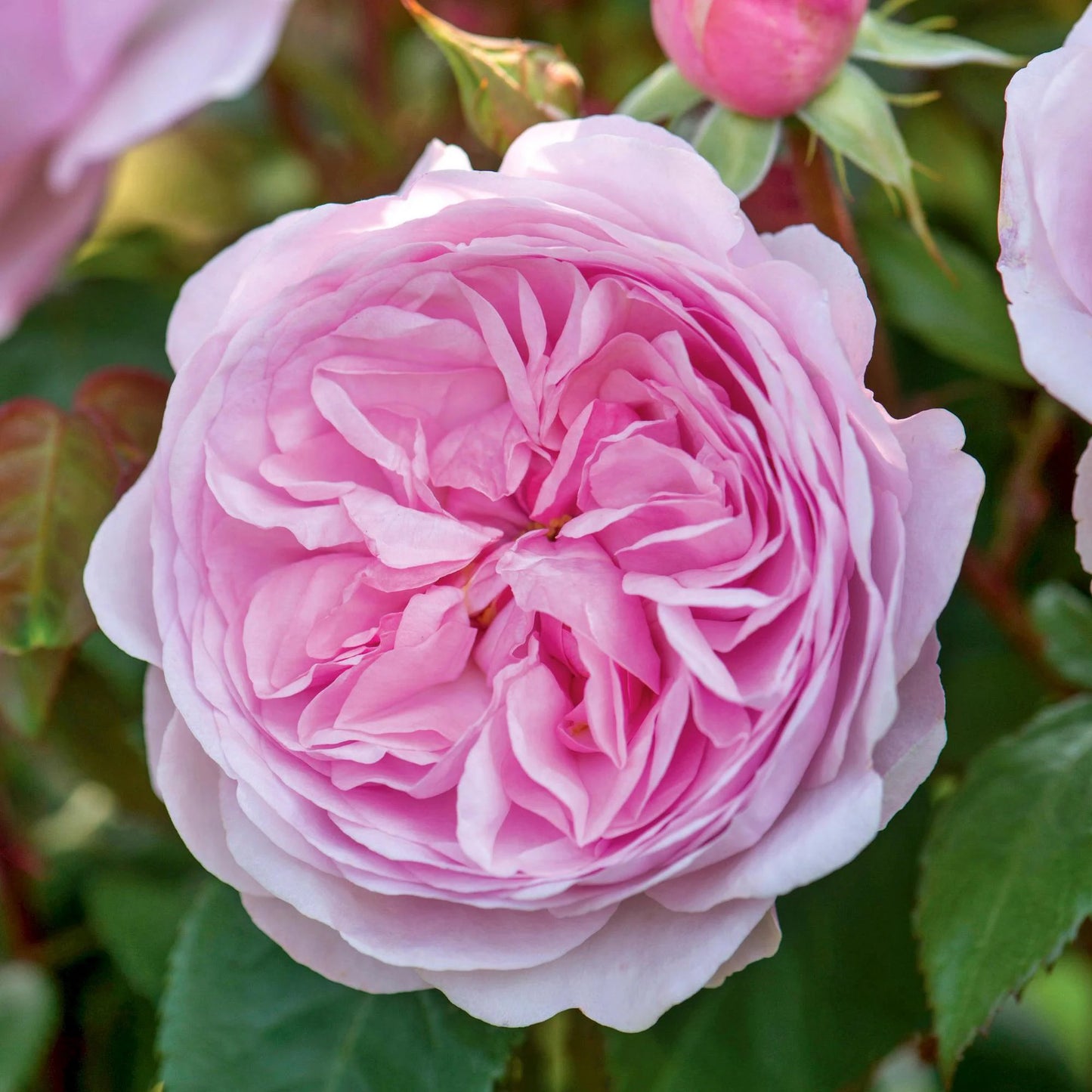 Rosa 'Olivia Rose Austin' (Olivia Rose Austin English Shrub Rose)