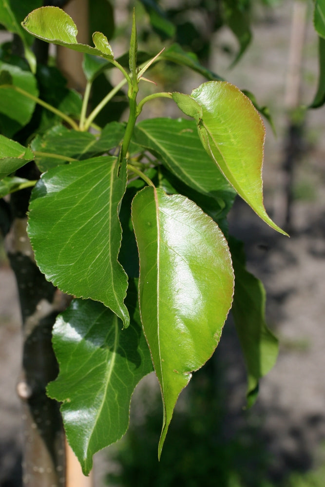 Chantaclear Tree Chanticleer Ornamental Pear – Elegant Deciduous Tree | Nursery ...
