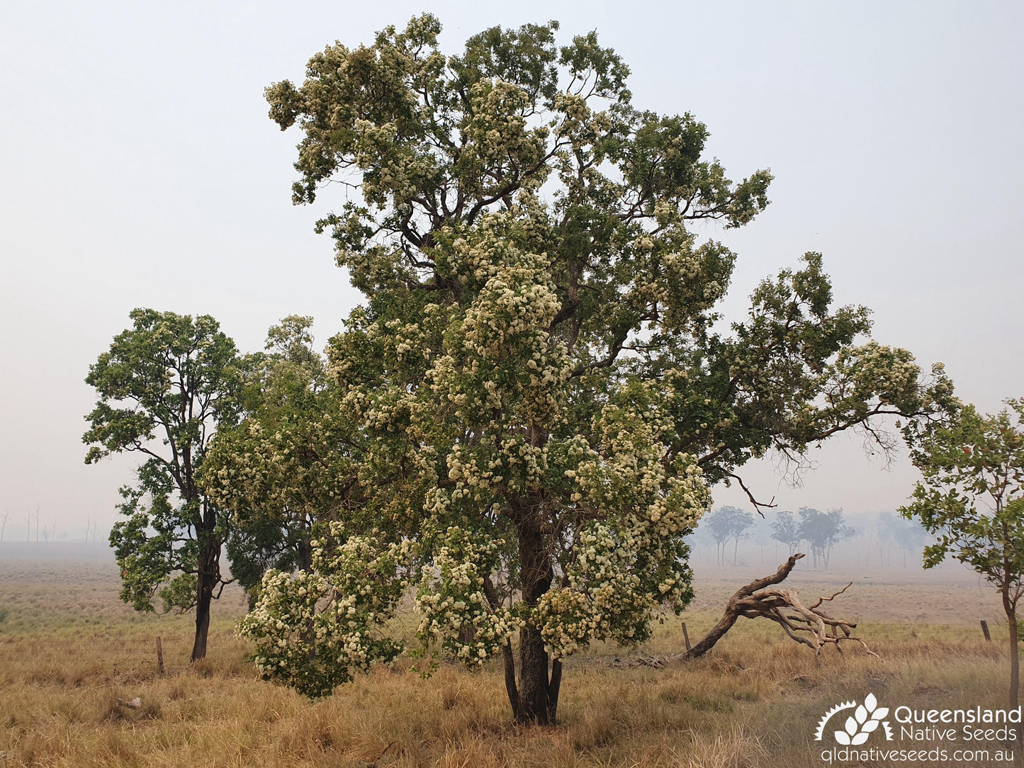 Angophora Subvelutina (Broad-Leaved Apple)