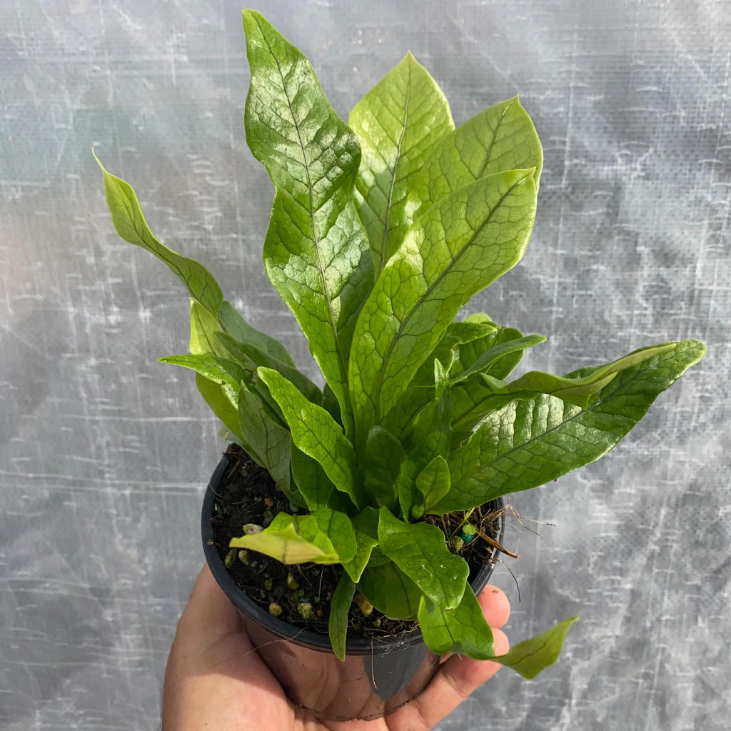 Microsorum musifolium ‘Crocodyllus’ (Crocodile Fern)