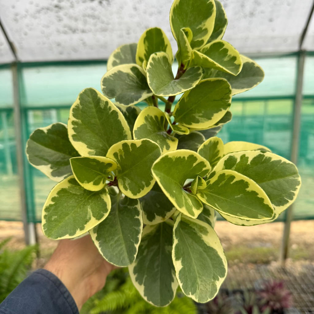 Peperomia Obtusifolia Variegated (Variegated Baby Rubber Plant)