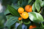 Citrus × microcarpa – Calamondin Orange Grafted