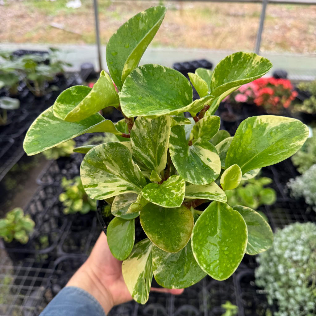 Peperomia obtusifolia (Baby Rubber Plant)