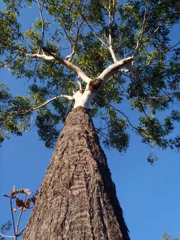 Eucalyptus Longifolia (Woollybutt)