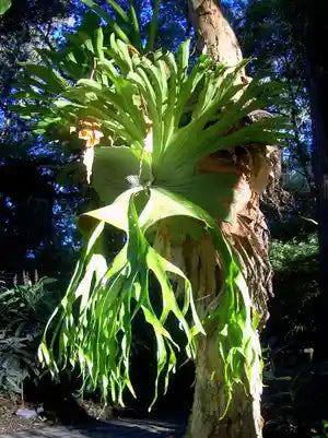 Platycerium Superbum 'S1' (Staghorn Fern)