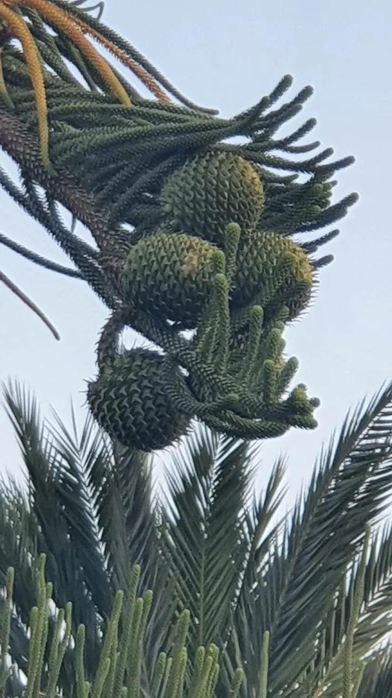 Cook Tree Araucaria columnaris – Tall, Elegant Cook Pine for Coastal Landscapes ...