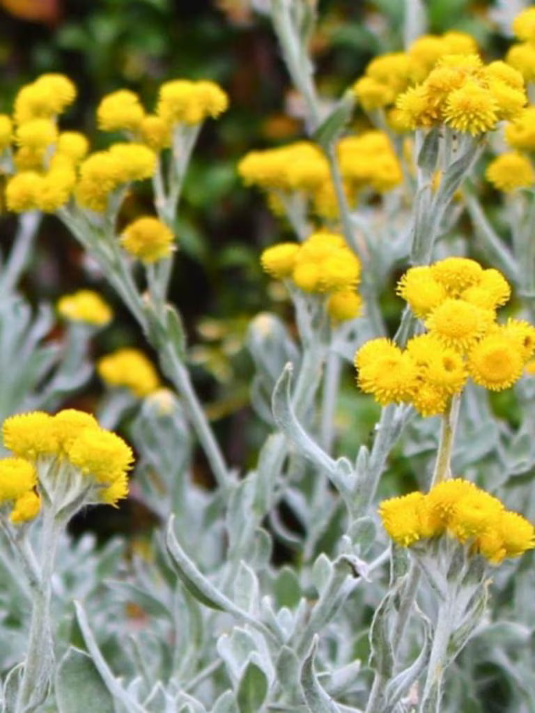 Chrysocephalum Apiculatum ‘CAP07’ Aussie Reflection™ (Aussie Reflection Yellow Buttons)