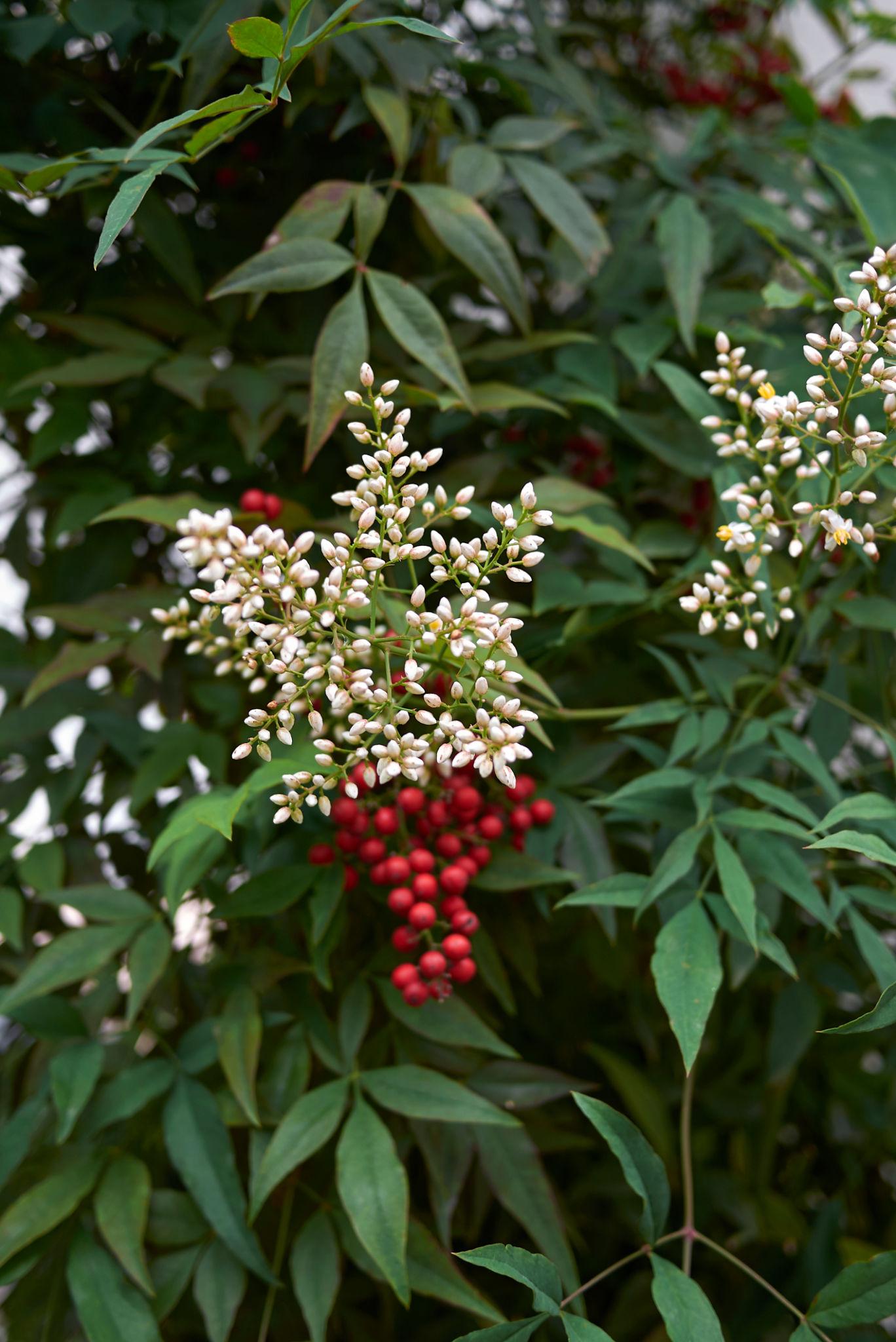 Nandina Domestica (Heavenly Bamboo)