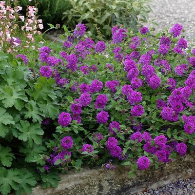 Verbena Canadensis ‘Homestead Purple’ (Homestead Purple Verbena)