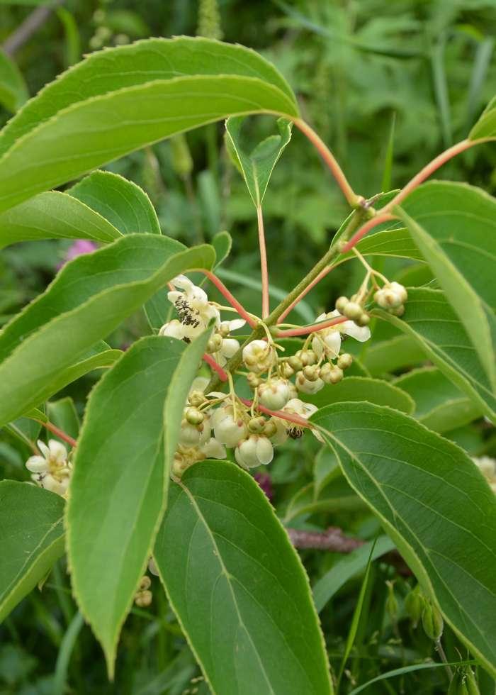 Actinidia Arguta (Kiwiberry)