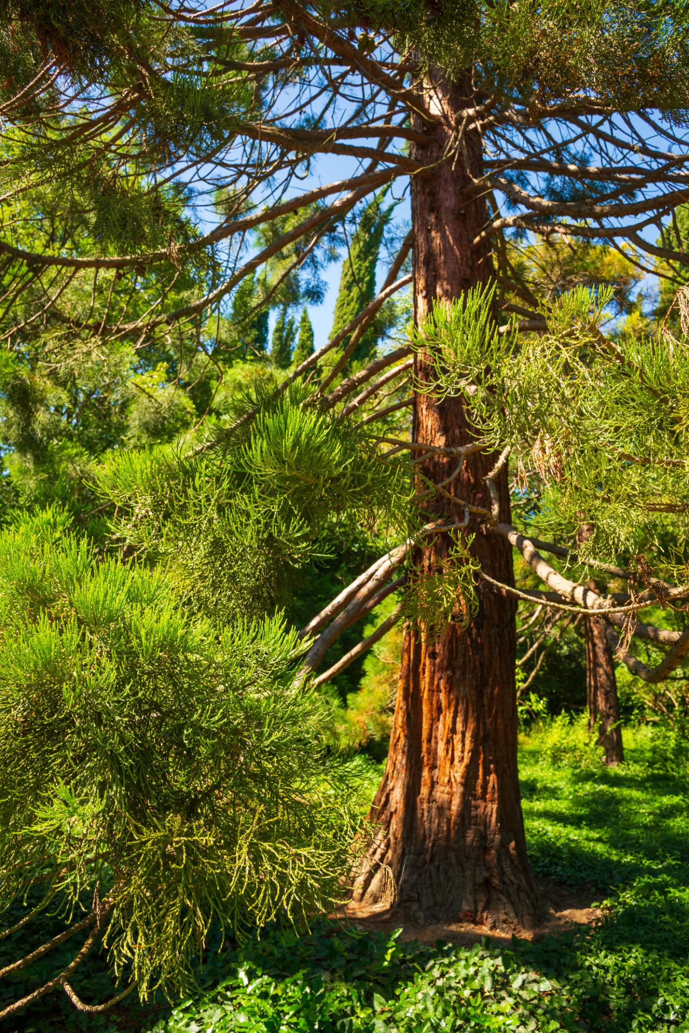 Sequoia Sempervirens (Coast Redwood) CLEARANCE