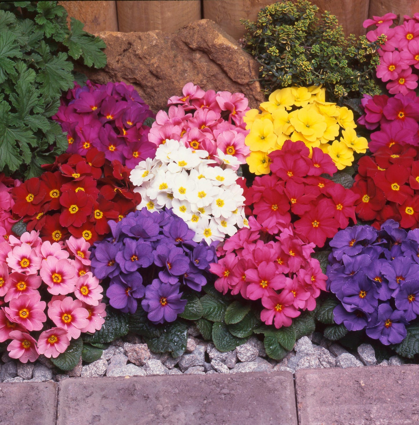 Primula × Polyantha (Assorted Polyanthus)
