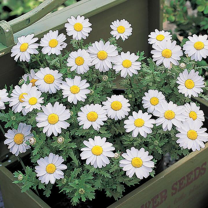Mauranthemum Paludosum ‘Snowland’ (Snowland Annual Marguerite)