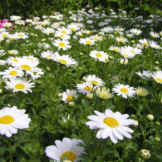 Mauranthemum Paludosum ‘Snowland’ (Snowland Annual Marguerite)