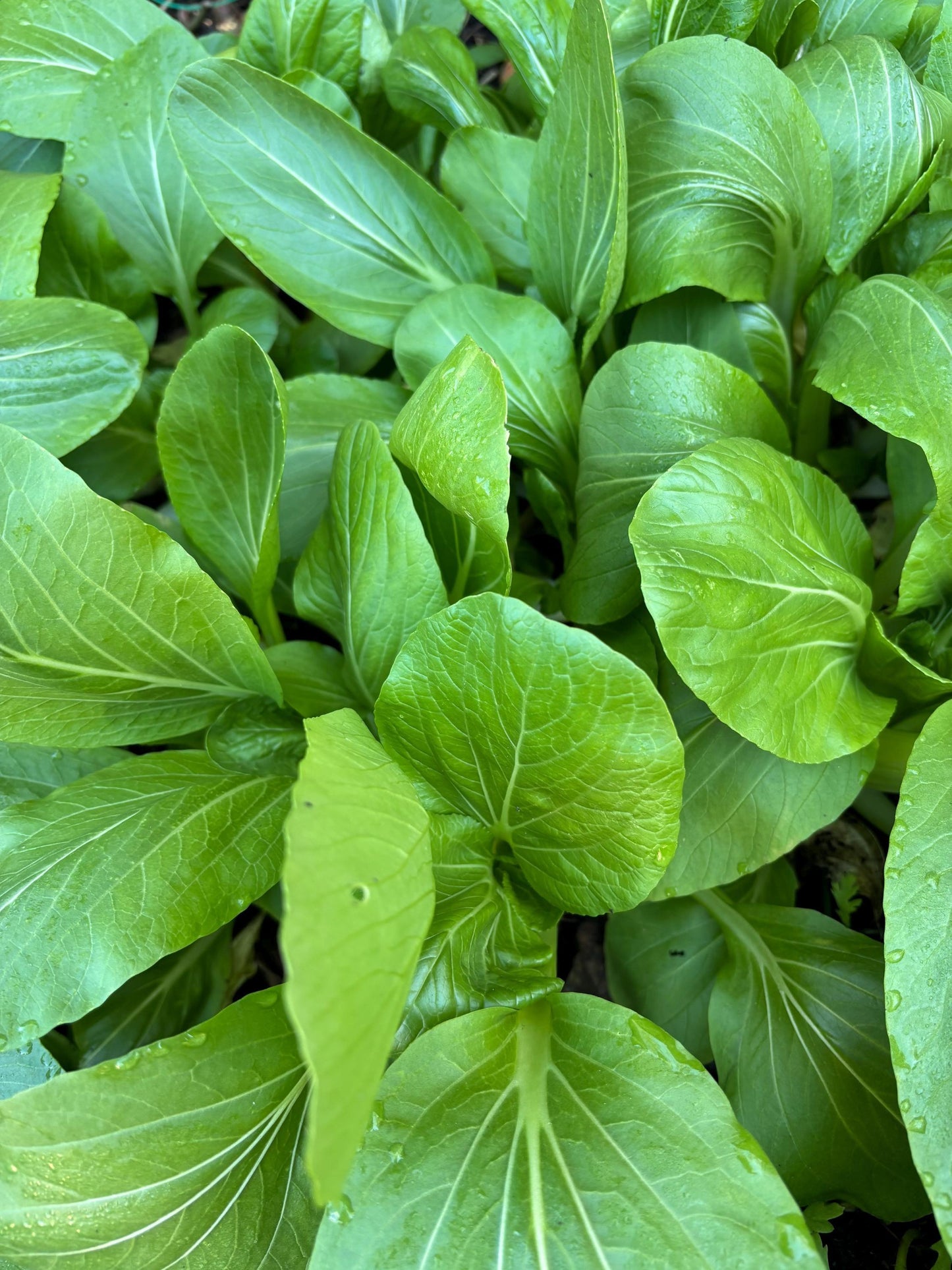 Brassica Rapa Subsp. Chinensis ‘Green Fortune’ (Green Fortune Bok Choi)