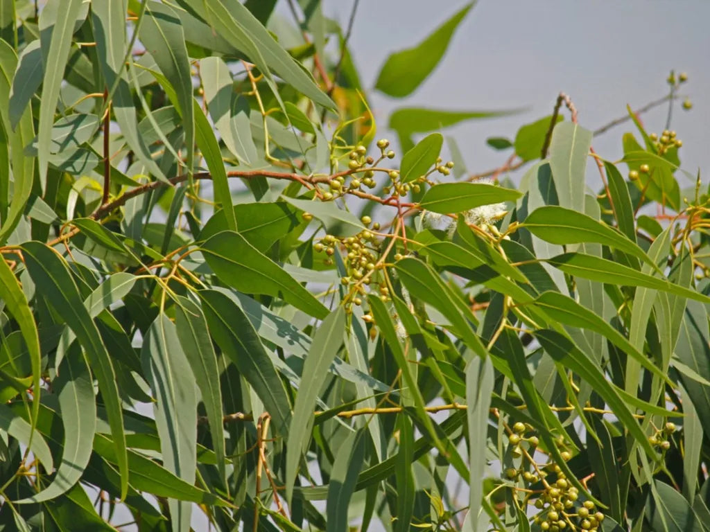 Eucalyptus citriodora (Lemon Eucalyptus)