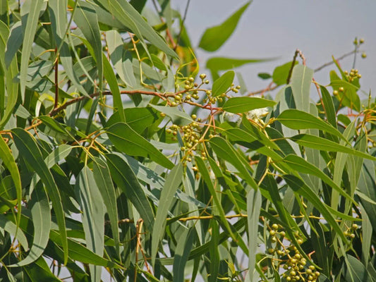 Eucalyptus citriodora (Lemon Eucalyptus)