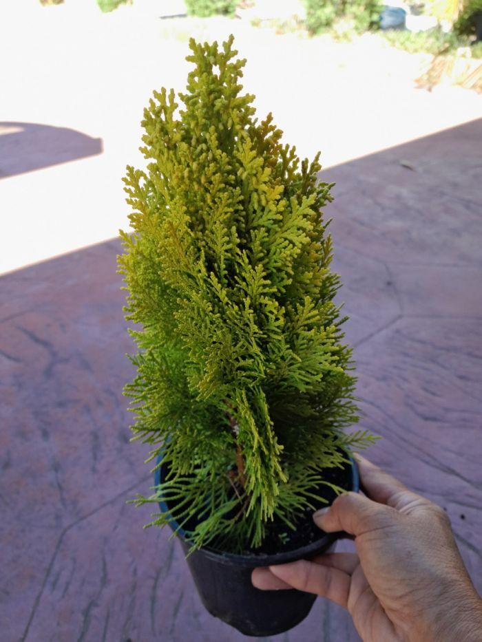 Thuja Orientalis 'Morgan' (Morganii Oriental Arborvitae)