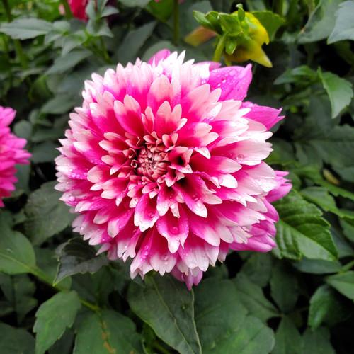Dahlia 'Imagine Mini Bicolour' (Imagine Mini Bicolour Dahlia)