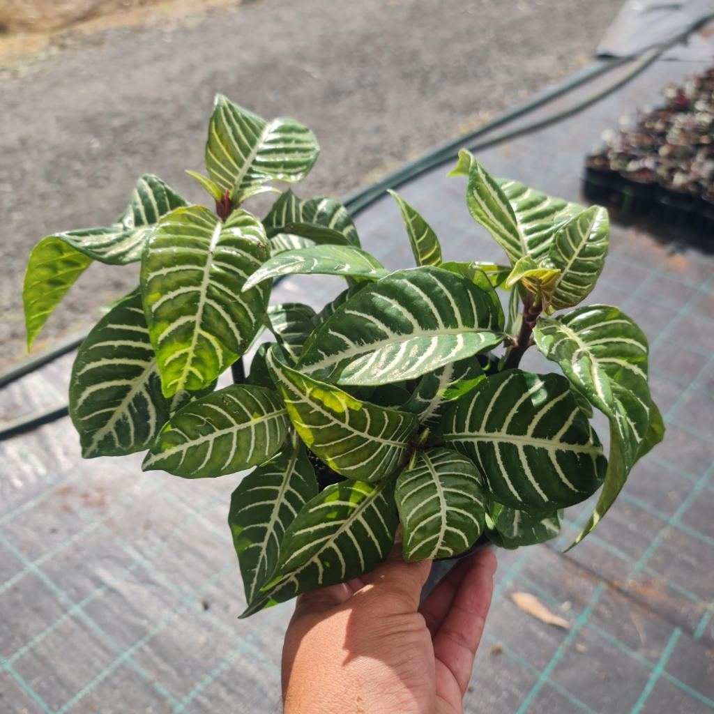 Aphelandra squarrosa ‘White Wash’ (Zebra Plant)