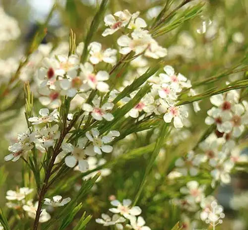 Babingtonia virgata (Tall Baeckea)