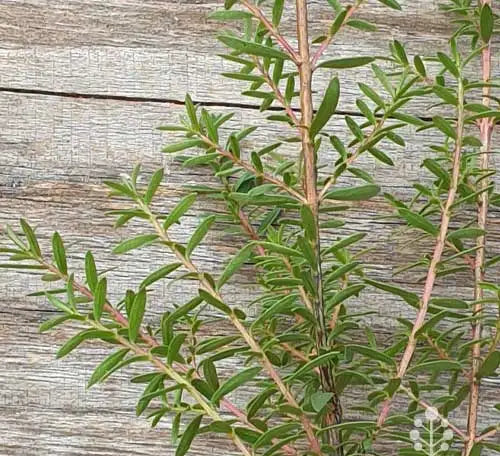 Babingtonia virgata (Tall Baeckea)