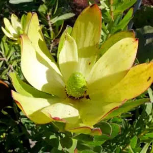 Leucadendron ‘Safari Gold Strike’ – Yellow Cone Bush