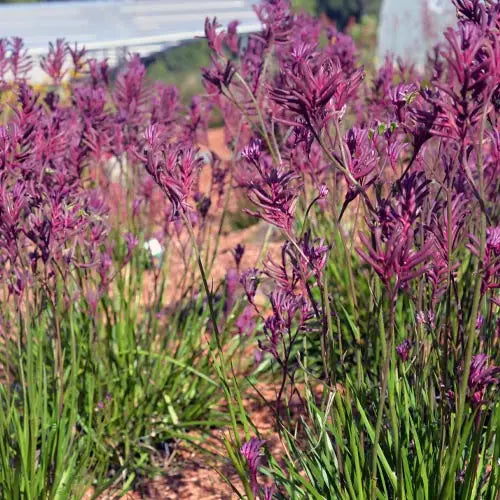 Anigozanthos Hybrid 'Bush Merlot' (Bush Merlot Kangaroo Paw)