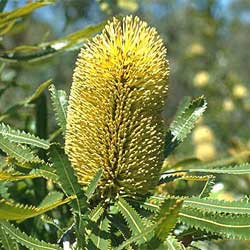 Banksia Aemula (Wallum Banksia)