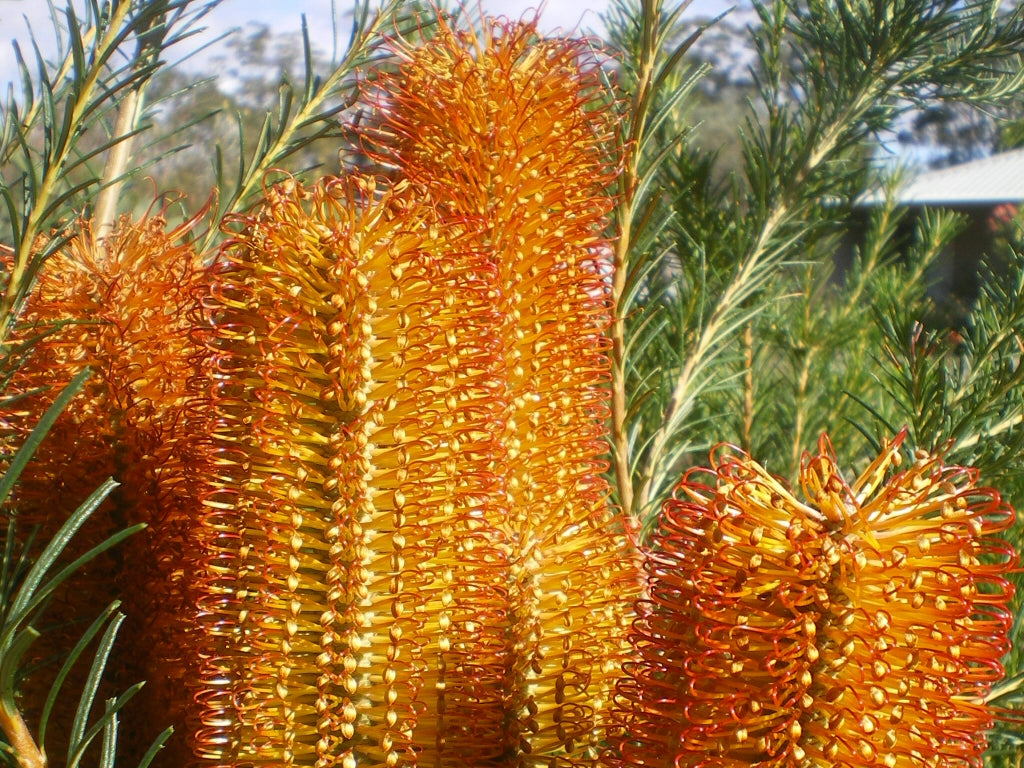 Banksia ‘Birdsong’ (Petite Banksia / Banksia Hybrid)