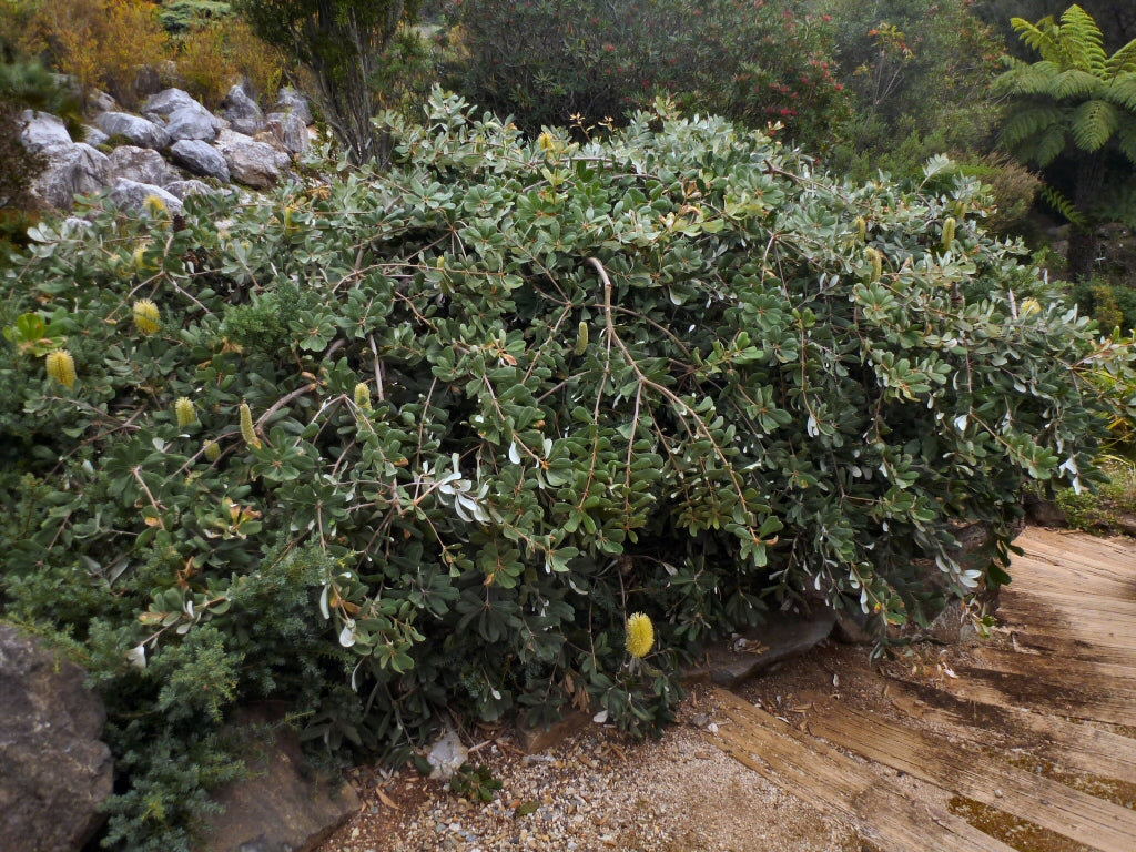Banksia Integrifolia 'Roller Coaster'