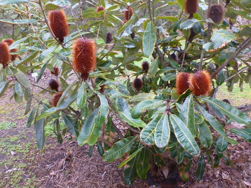 Banksia Robur