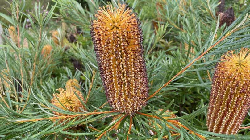 Banksia spinulosa 'Honey Pots' (Honey Pots Banksia)