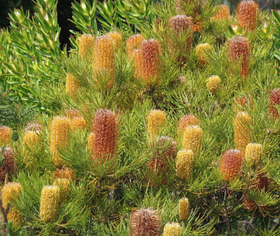 Banksia Spinulosa ‘Bold And Gold’ (Hairpin Banksia)