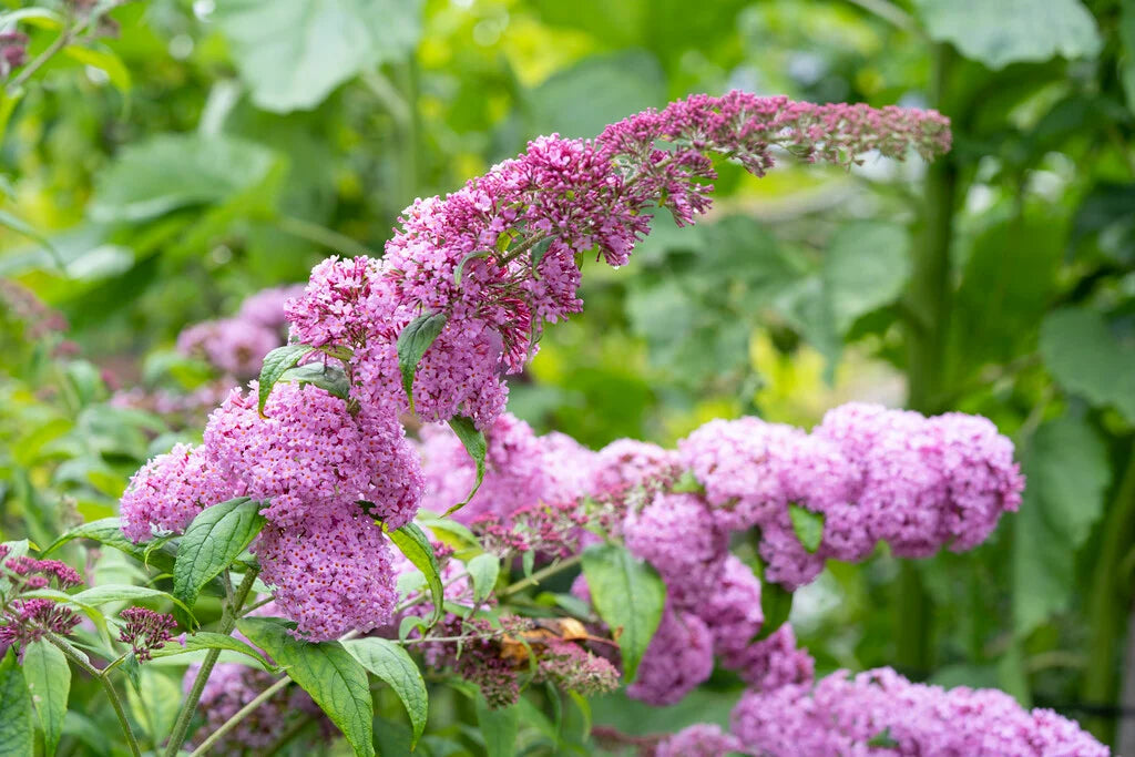 Buddleja davidii ‘Pink Delight’ (Butterfly Bush)