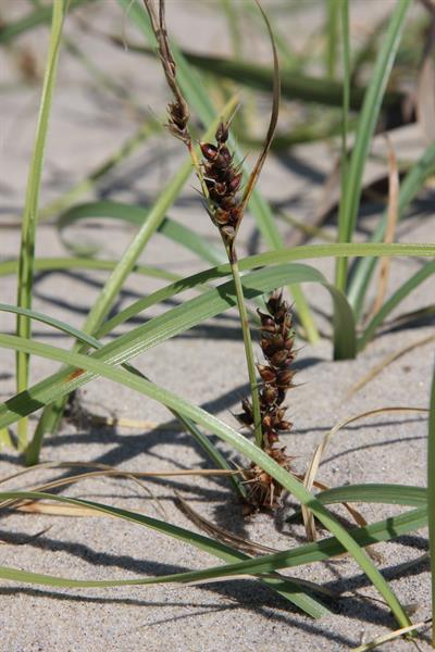 Carex pumila (Dwarf Sedge / Sand Sedge)