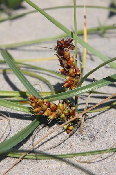 Carex pumila (Dwarf Sedge / Sand Sedge)