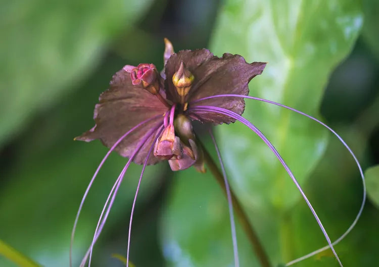 Tacca chantrieri (Black Bat Plant)