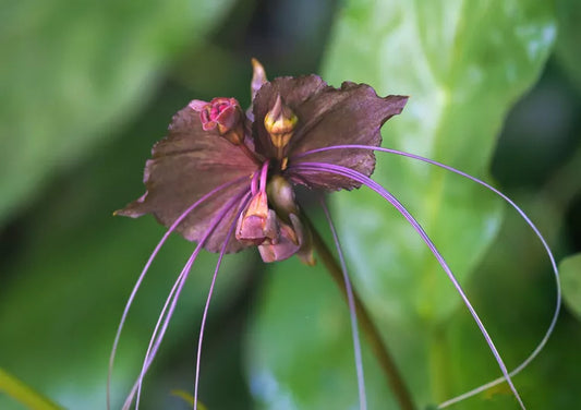 Tacca chantrieri (Black Bat Plant)