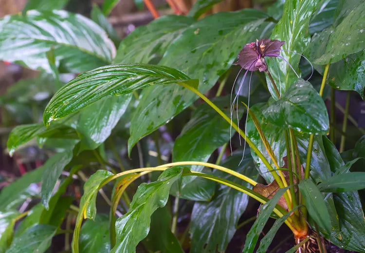 Tacca chantrieri (Black Bat Plant)