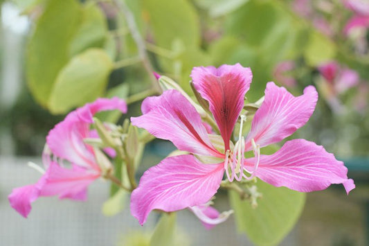 Bauhinia variegata ‘Alba’ (White Orchid Tree)