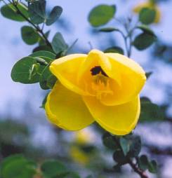 Bauhinia tomentosa (Yellow Bell Orchid Tree / Yellow Bauhinia)