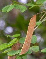 Bauhinia tomentosa (Yellow Bell Orchid Tree / Yellow Bauhinia)