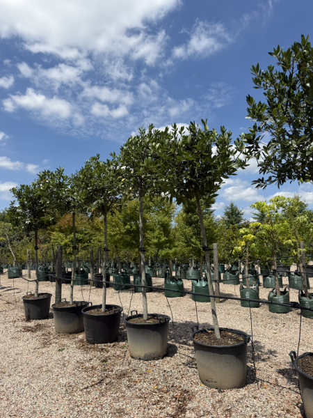 Laurus Nobilis (Bay Leaf) CLEARANCE